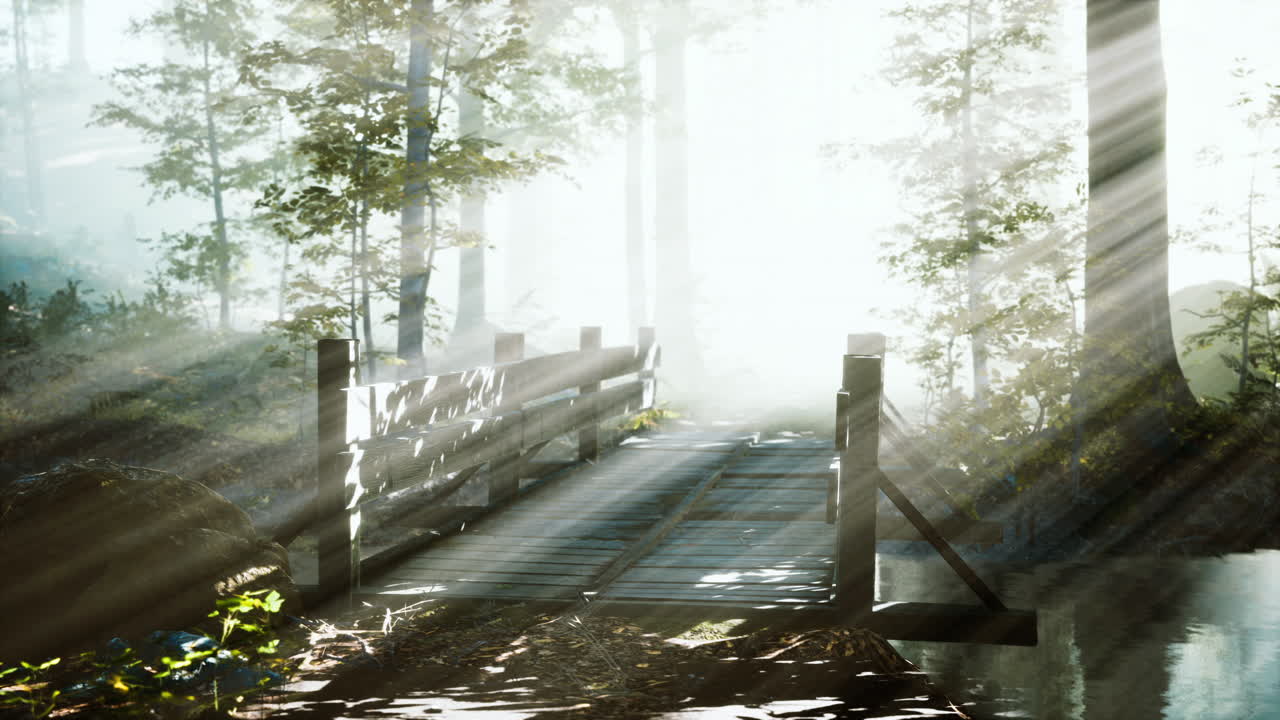 안개 속의 숲 속의 나무 다리