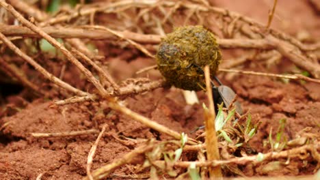 slow motion dung beetle close up rolls small dung ball over impossible obstacles, uphill and over sticks