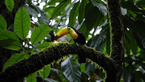 a vibrant toucan perched on a mossy branch in a tropical rainforest