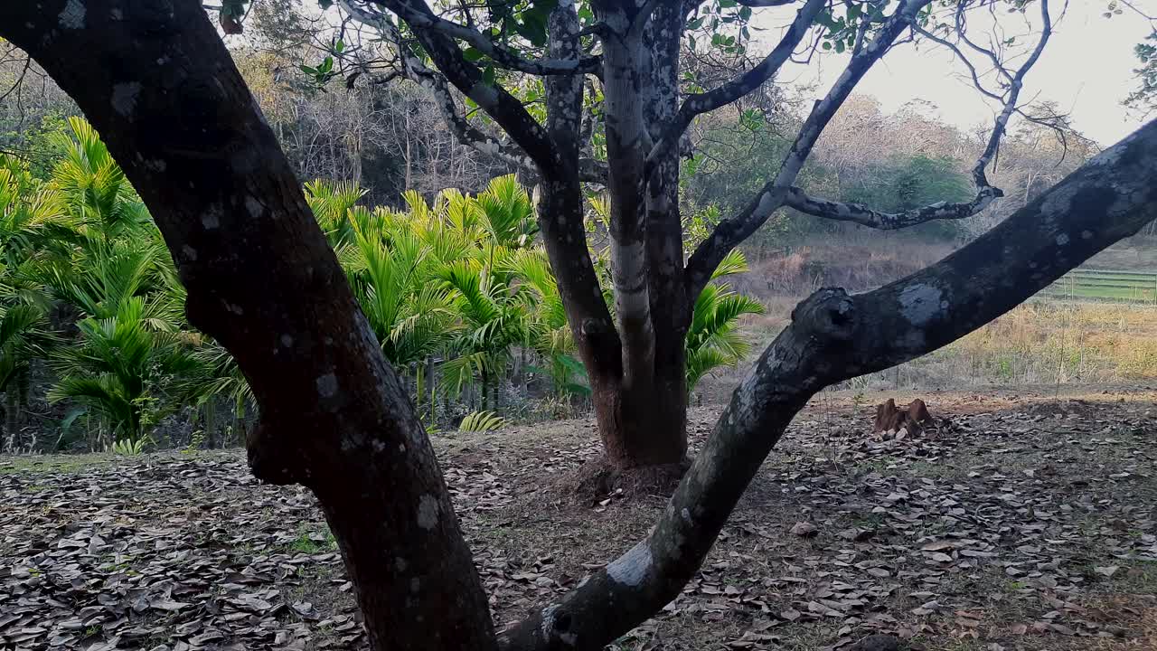 배경에 나무 줄기와 아레카 너트 농장이 있는 목가적인 장면
