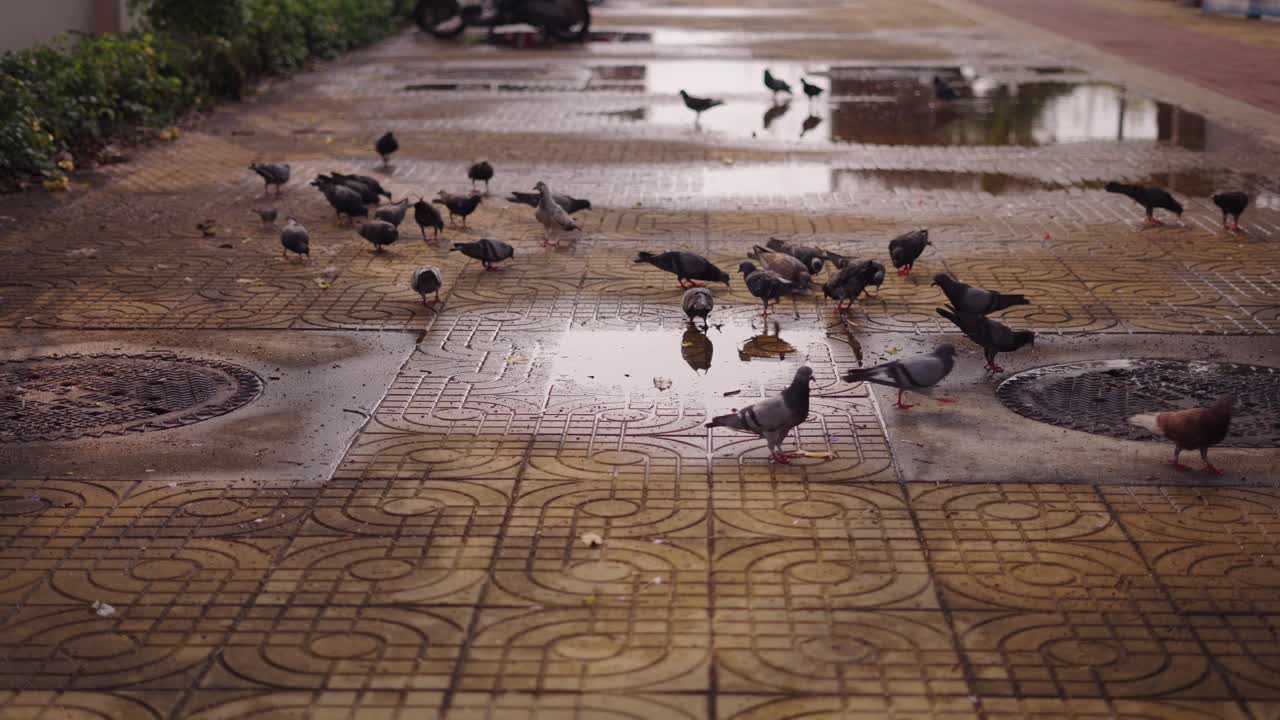 Pigeons by a Puddle on a Wet Walkway