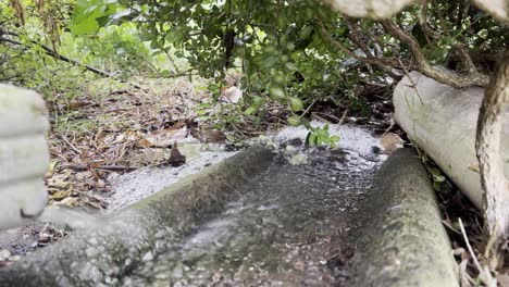 canalón en tormenta de lluvia dura de verano en clemmons nc