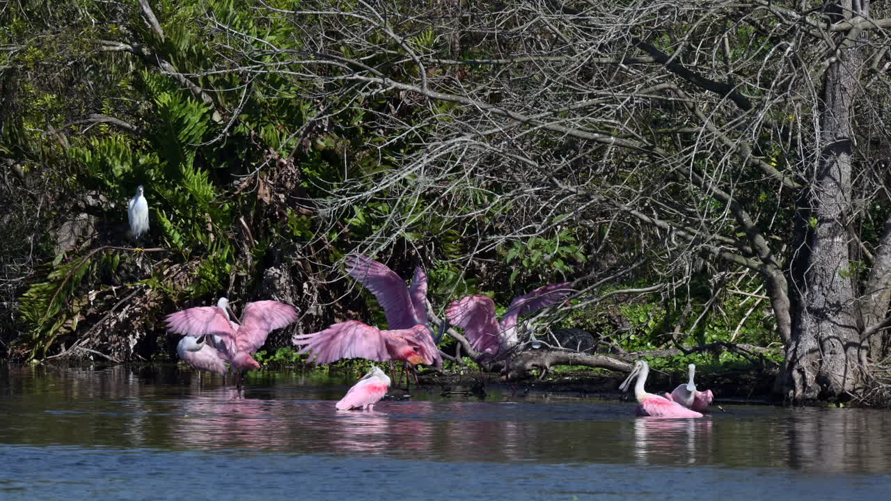 Roseate spoonbill flock bathing and flapping wings together beside mangrove trees