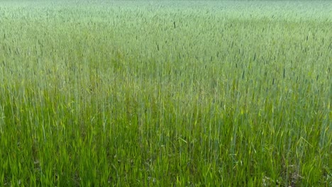 Hohes,-Blasenbildendes,-Psychedelisches-Aurae-Carex-Elata-Gras-Wogt-Im-Wind