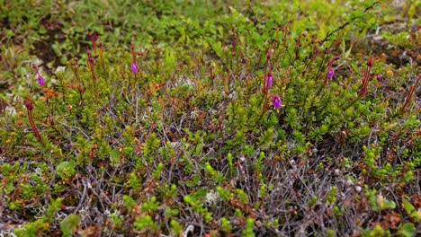 Arktischen-Tundra.-Schöne-Natur-Norwegen-Naturlandschaft.