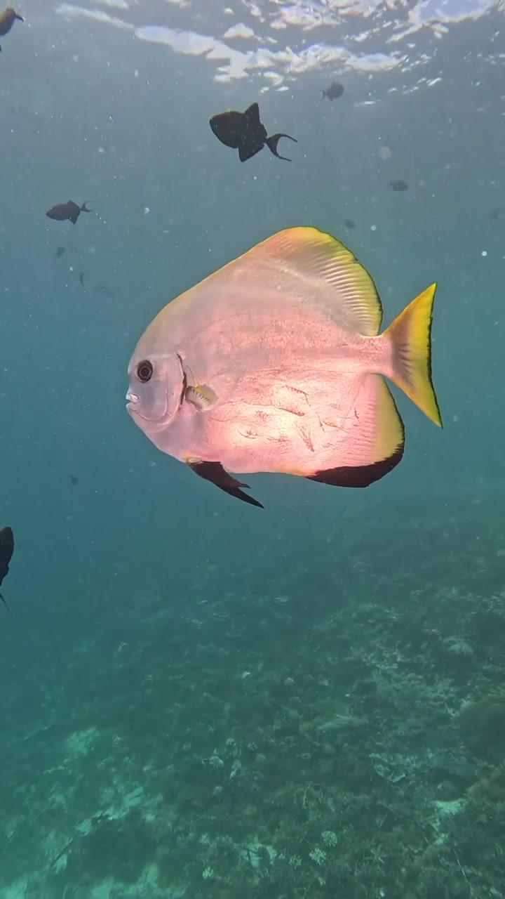 Filmato verticale per i social media: Pesce pipistrello amichevole a Raja Ampat, Parco Nazionale.