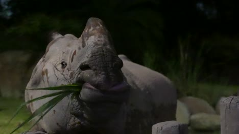 Rinoceronte-Comiendo-Hierba-En-El-Zoológico