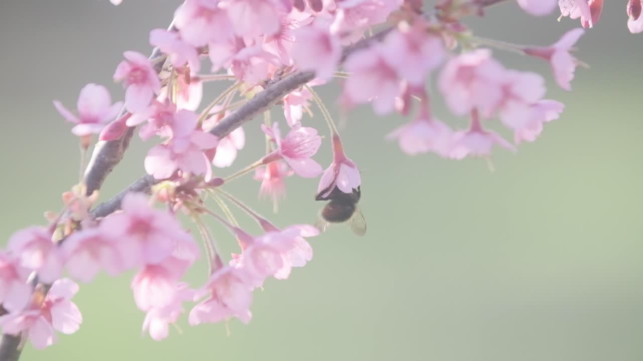 범블 비 수분 분홍색 벚꽃 슬로우 모션