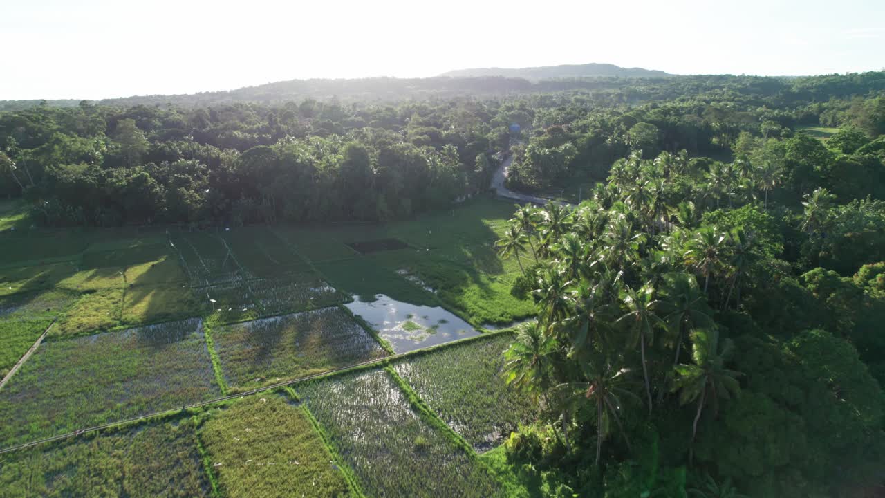 Drone Shot of Rice Fields,, Landscape and Road in Village on Tropical Island, Philippines