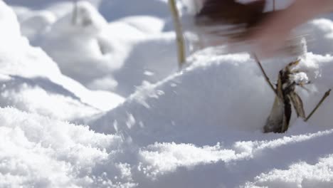 Close-Up-of-Scientist-Measuring-and-Picking-Up-a-Pine-Cone-in-Snowy-Outdoors