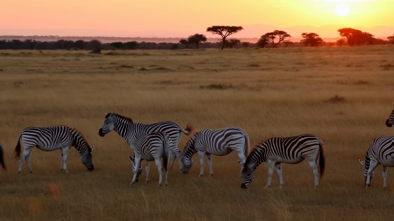 Zebras Grazing On Golden Savanna, Warm Sunset Light Casting Long Shadows, Acacia Silhouettes On Horizon,