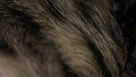 canada - black and white fur of a cat while breathing - closeup shot