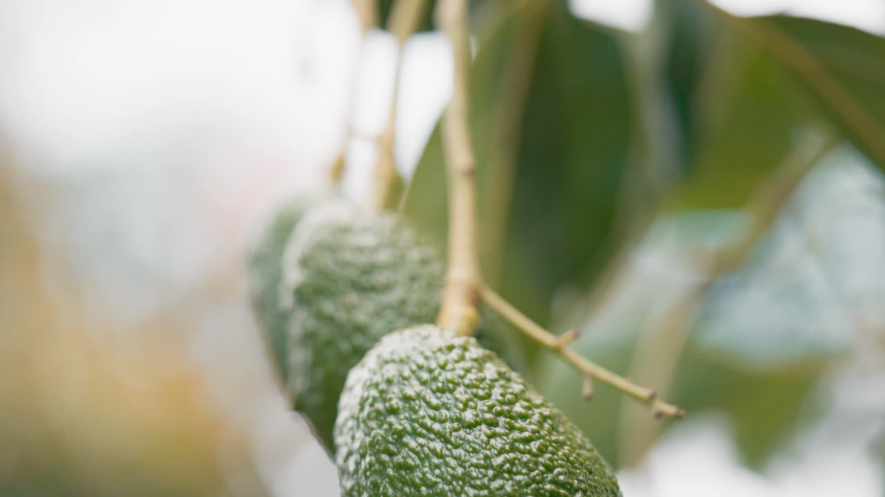 un montón de aguacates orgánicos colgando de un árbol tropical verde a la luz del sol