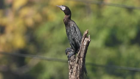 cormorant in tree -pond are -black