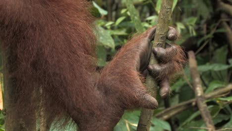 sumatran orangutan, pongo abelii appearance of foot and fur