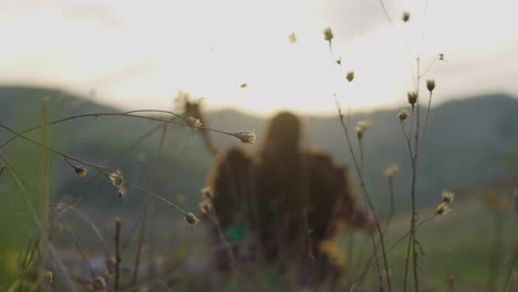 musician plays bow instrument focus on waved grass flowers