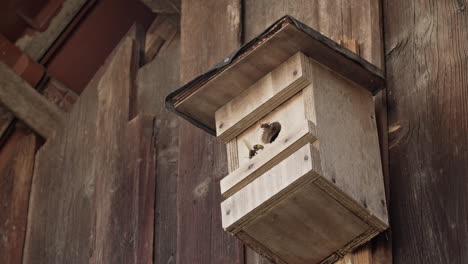 Wide-shot-of-asian-wasps-cooling-a-nest-in-august,-Germany