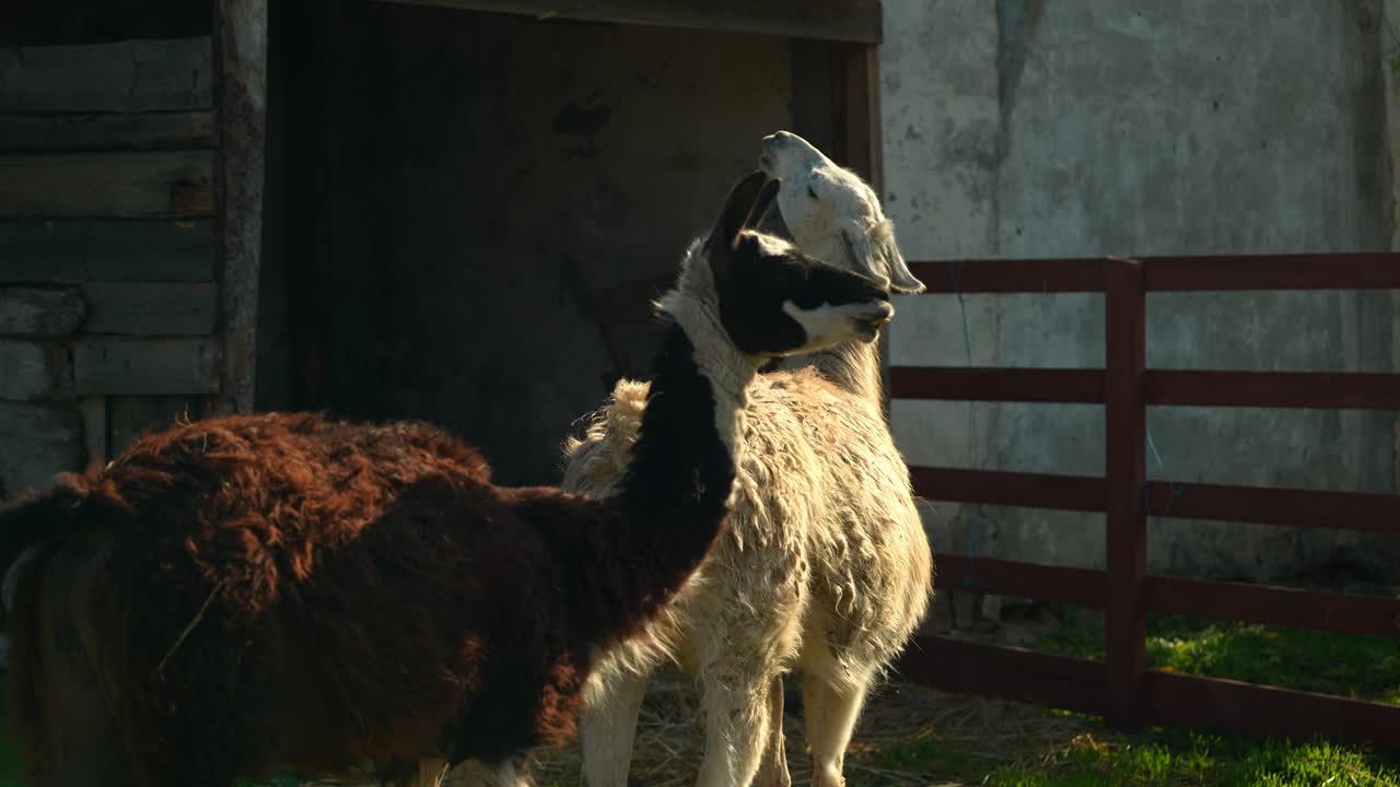 dos llamas en un patio de la granja