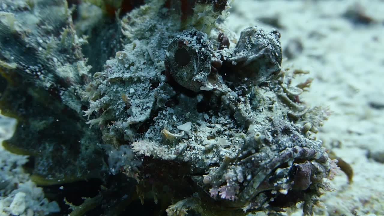 duende marino texturizado inimicus didactylus fish se sienta inmóvil y frunce el ceño