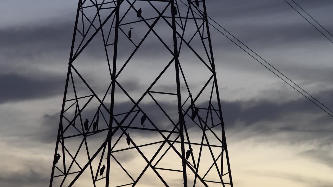 Asian open bill bird rest