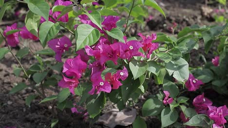 Panoramic-view-of-pink-bougainvilleas-in-motion