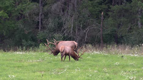 two bull elk grazing in a grassy meadow in the early evening with the evergreens and mountains in the background