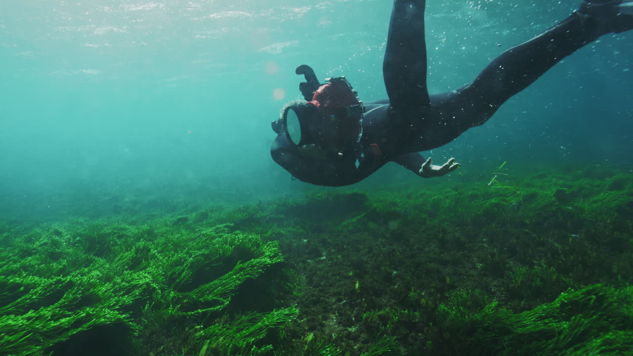 Diver swims dragging hand across underwater seaweed kelp seagrass bed with camera in tow, slow motion gliding through clear water