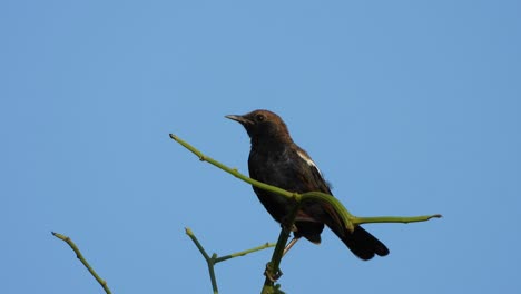 indian-robin-chilling-on-tree-UHD-Mp4-4k-