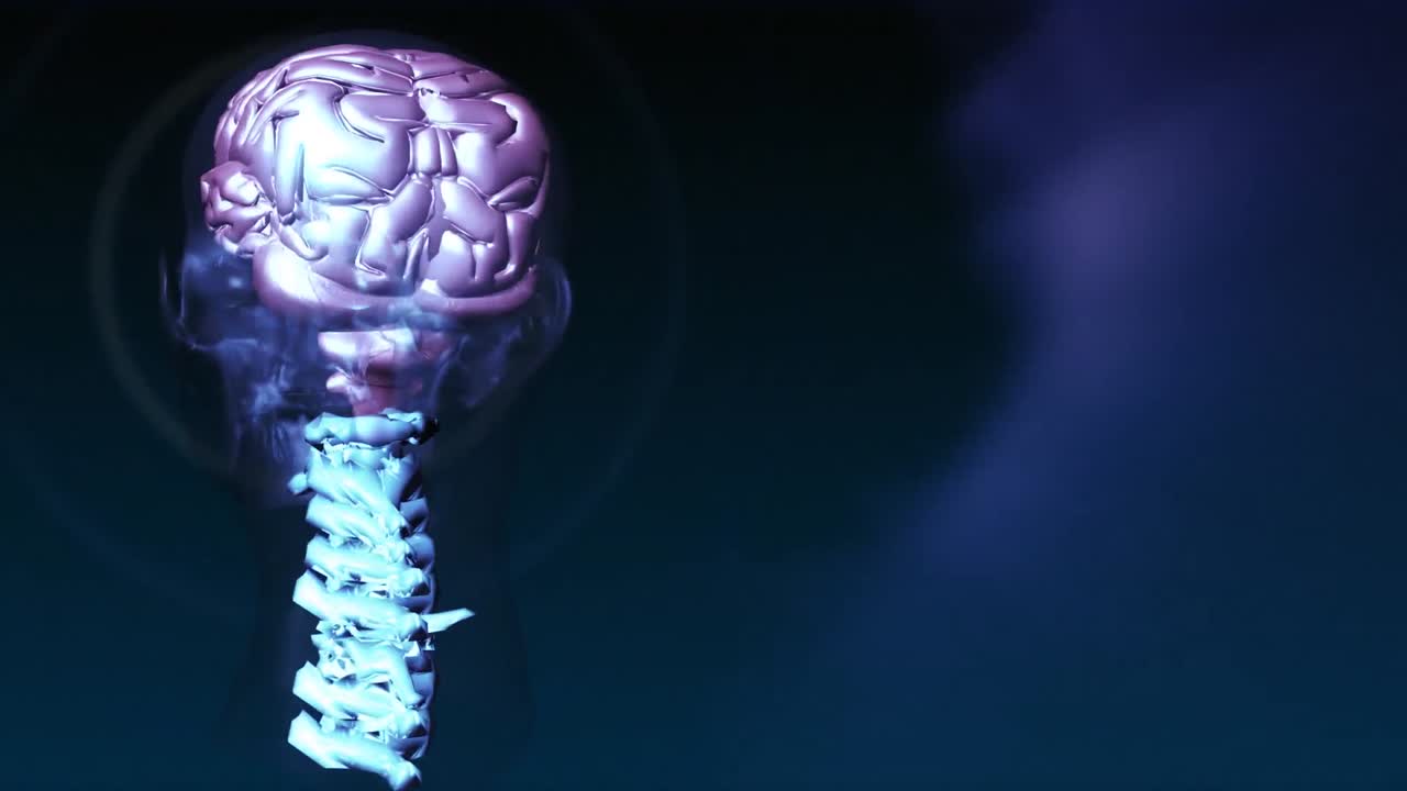 el cerebro humano 4