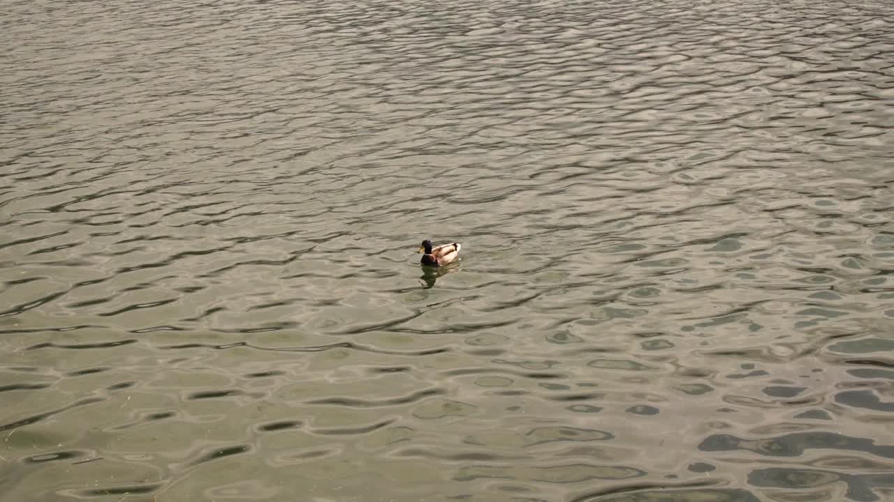 녹색 물 강 에서 수영 하는 일반 오리