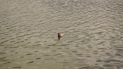 common duck swimming in a green water river