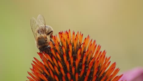 honeybee on a coneflower, collecting nectar - macro close-up shot