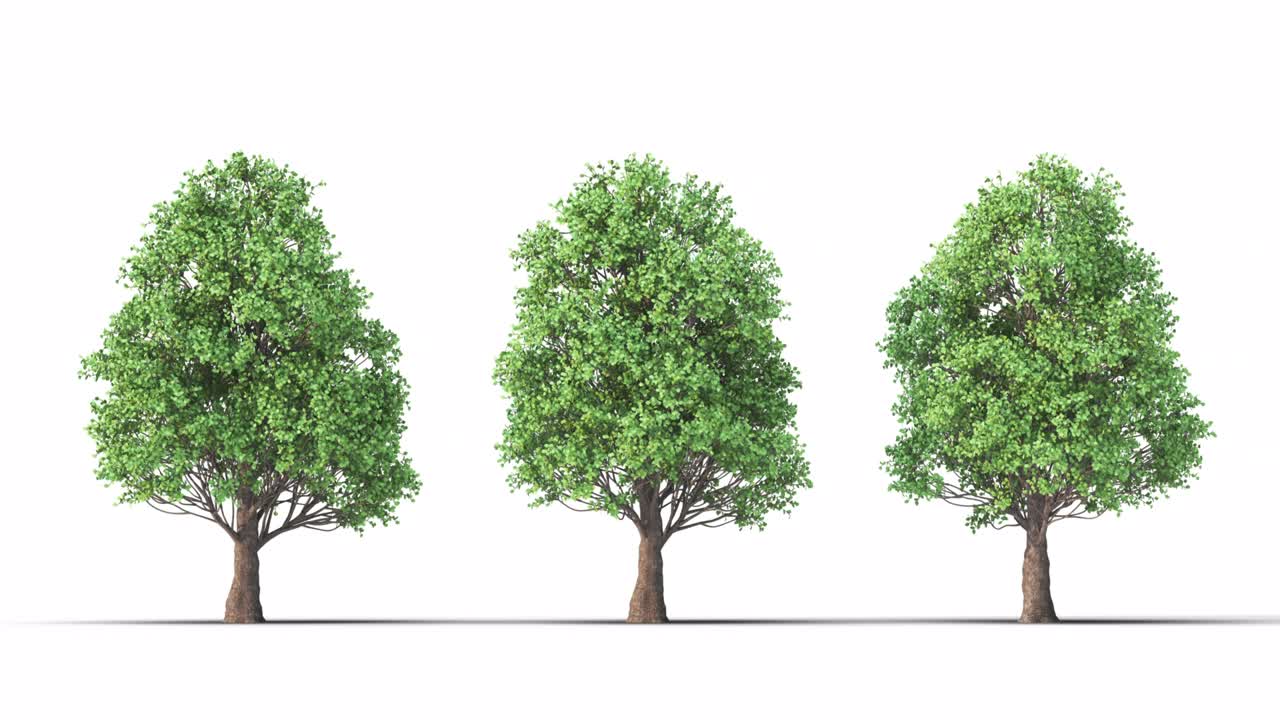 매트 알파와 함께  바탕에 있는 나무