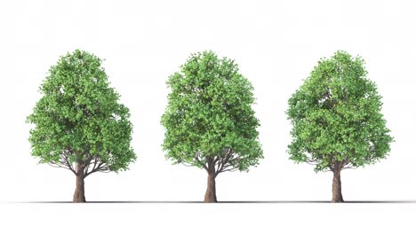 árbol sobre un fondo blanco con alfa mate