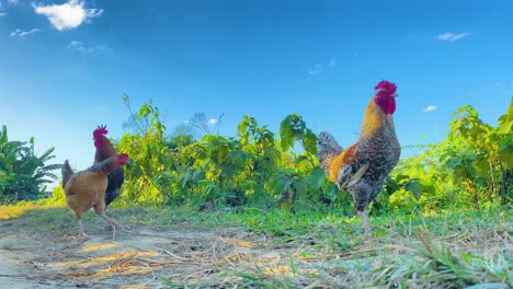 Chicken-and-roosters-wild-in-Bangladesh-farmlands,-handheld-view