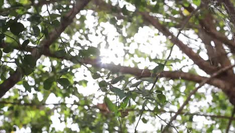 sunbeams peaking through lush green leaves.