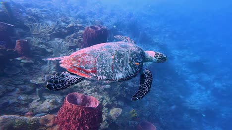 A-majestic-turtle-glides-through-a-vibrant-underwater-seascape,-showcasing-the-serene-beauty-of-ocean-life