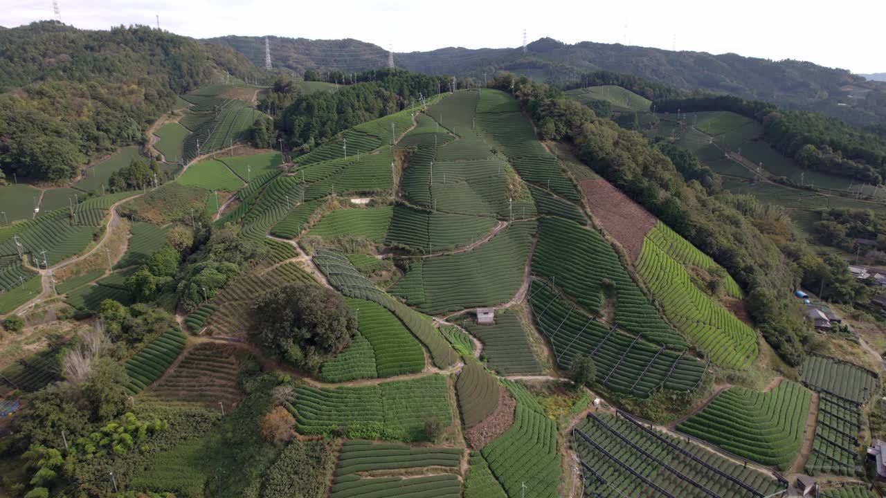 Aerial fly Wazuka Uji Green Tea Terraces, Sunny Day at Kyoto Japan Matcha fields