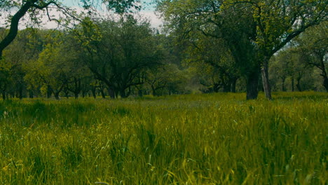 low-aerial-flight-meadow-tall-grass-field-plantation-and-trees-slow-motion