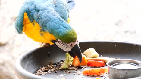 slow motion shot of blue and yellow macaw eating fresh vegetables in nature during sunny day