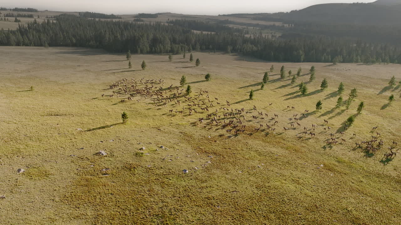 Aerial shot of elk thundering across a vast and scenic western landscape.