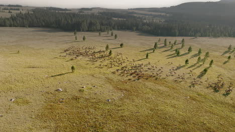 aerial shot of elk thundering across a vast and scenic western landscape.