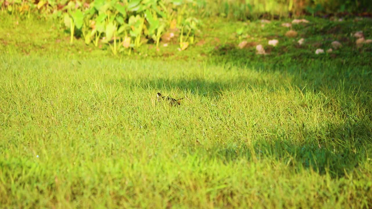 ⁇  가 ⁇  물 ⁇  새는 푸른 습지를 가로질러, 아름다운 방글라데시의  ⁇ 고 밝은 아침에 음식을 찾고 있습니다.