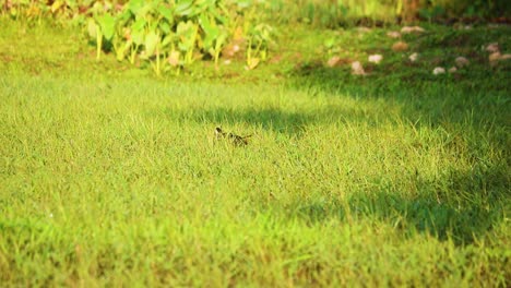 pájaro de gallina de agua de pecho blanco vadeando a través de un pantano verde, buscando comida en una mañana soleada y brillante en el hermoso bangladesh