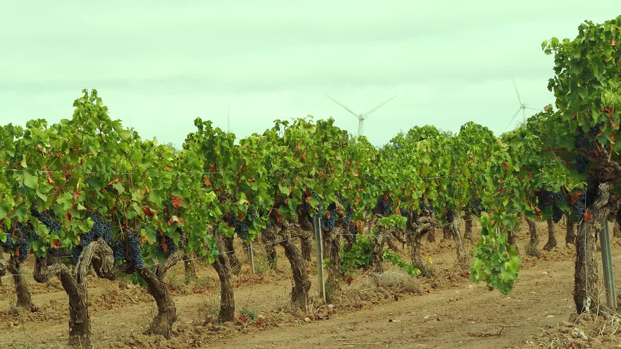 Growing black grapes in a field of tall vines