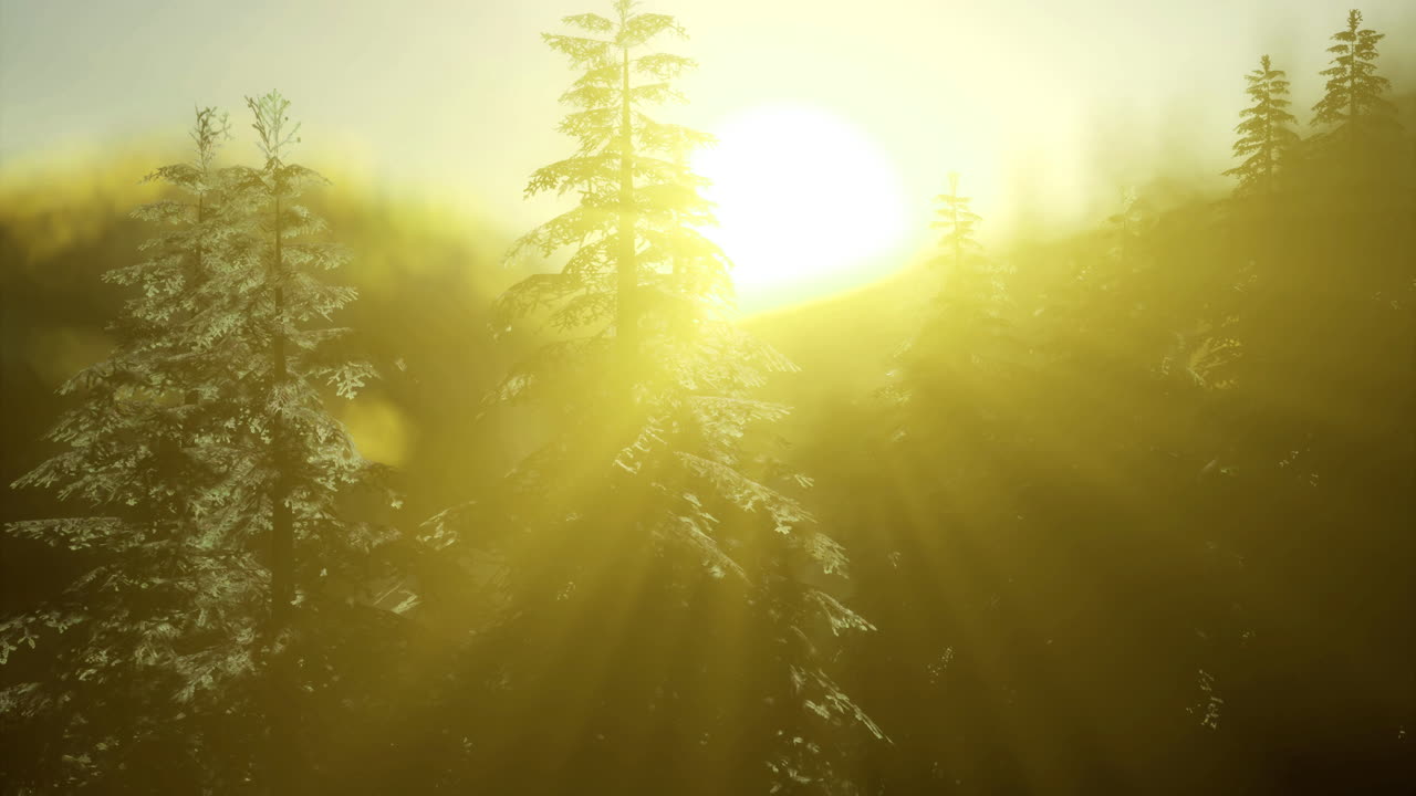 Sunrise illuminating evergreen trees in a misty woodland landscape