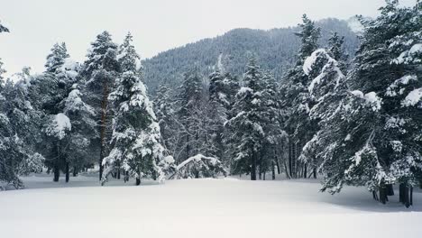 Schöner-Schneeszenenwald-Im-Winter.-Überfliegen-Von-Schneebedeckten-Kiefern.