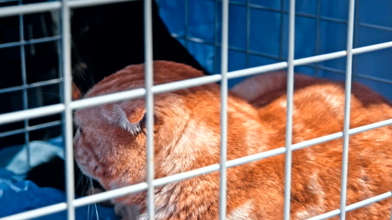 애완동물 운반기 안에 있는 고양이