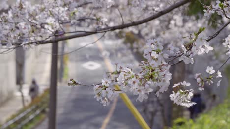 calm street scenery in spring in japan with sakura cherry blossoms in slow motion