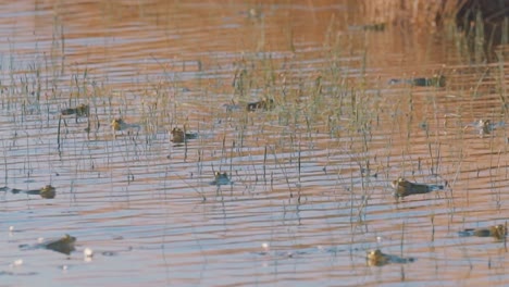 Armee-Von-Fröschen-Hydratisiert-In-Plätscherndem-Schilfteich,-Schwenk-In-Zeitlupe